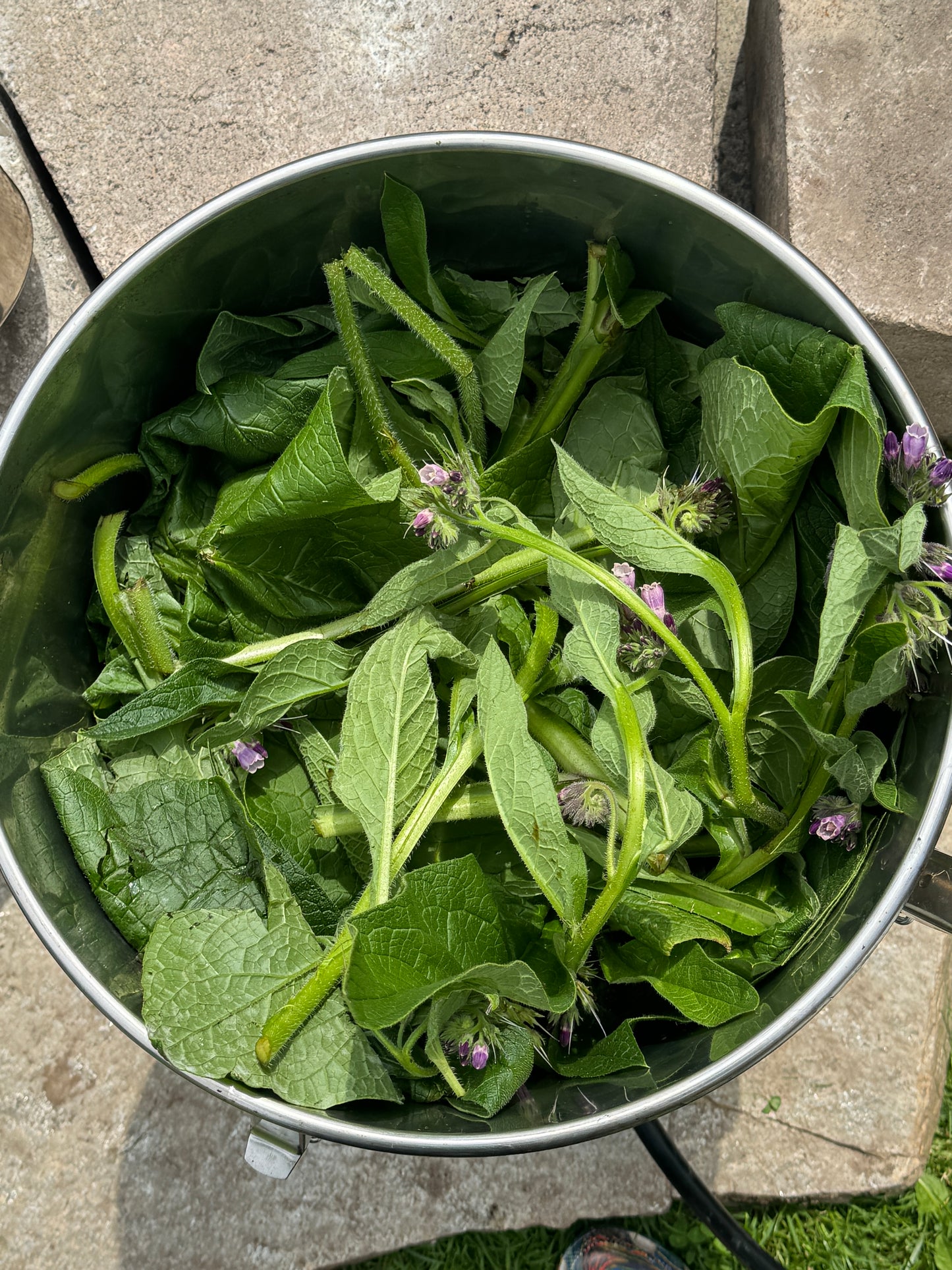 Comfrey Hydrosol